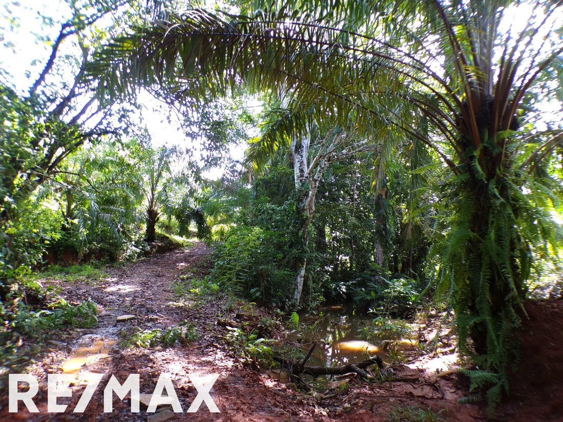 Land in La Virgen, Puntarenas Province, Costa Rica 3 - 18246544