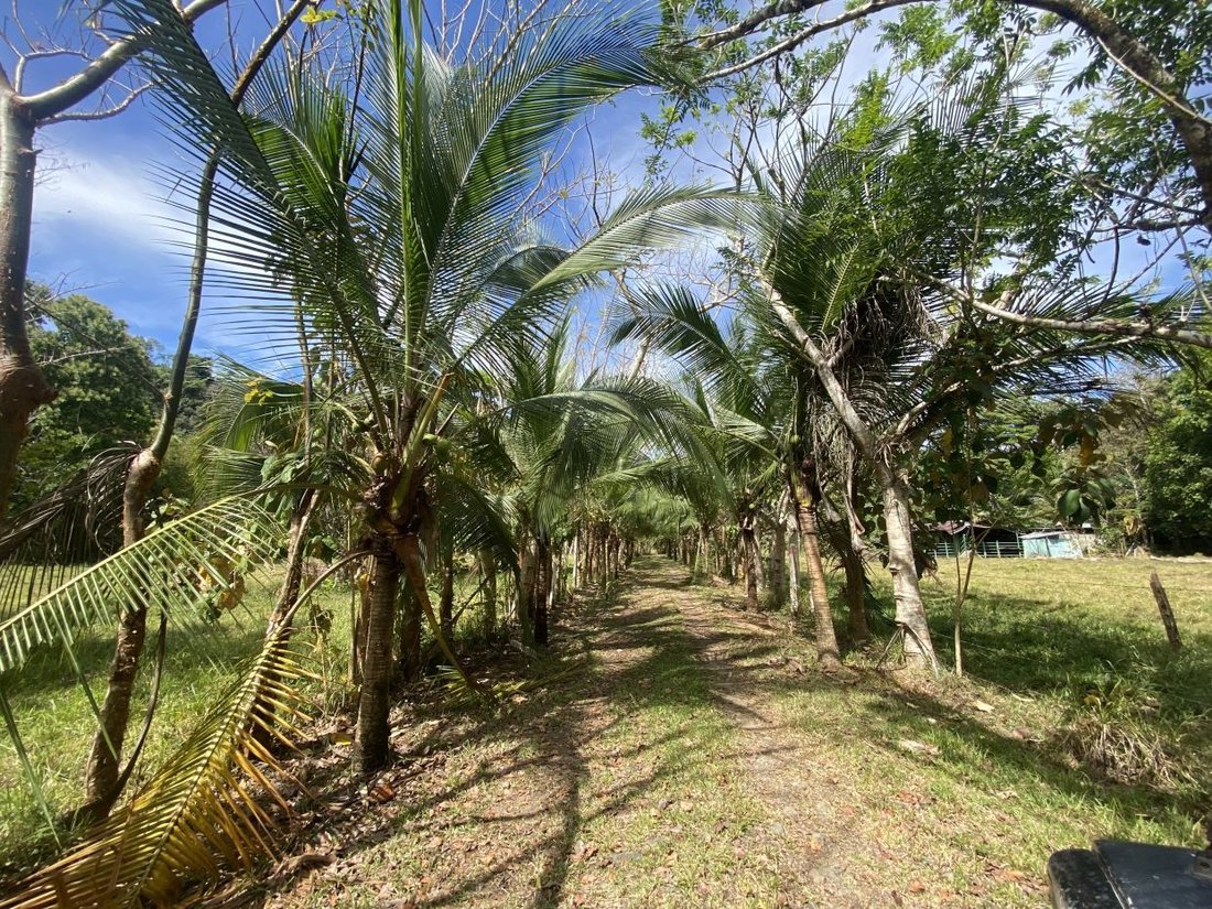 Land in Ciudad Cortés, Puntarenas Province, Costa Rica 2 - 18241732