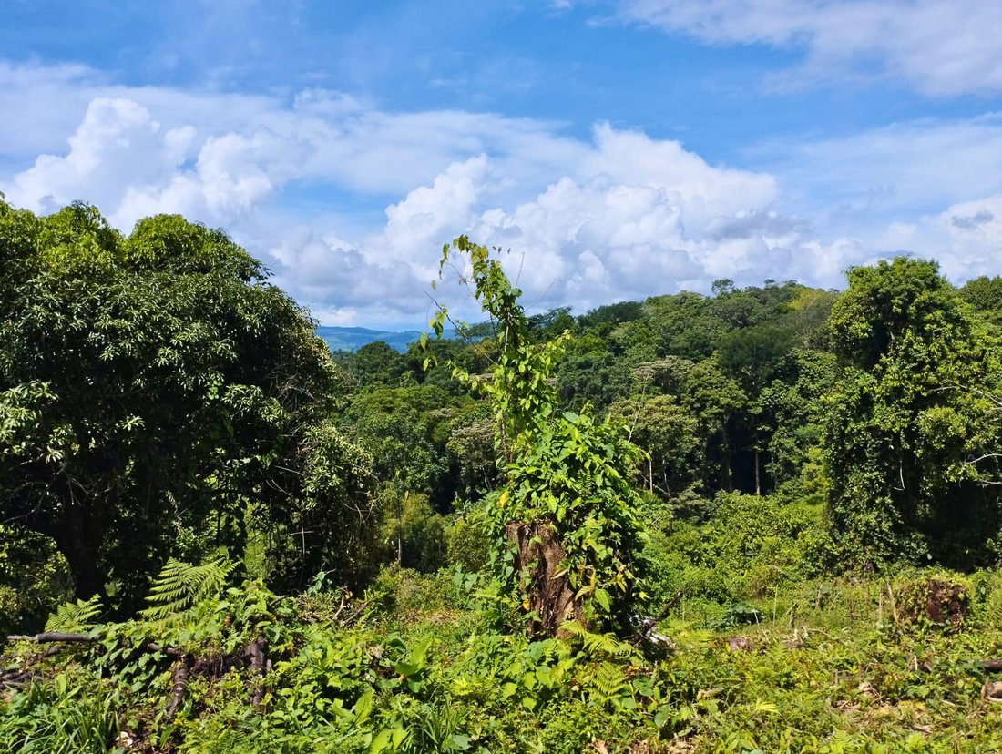 Land in Llano Bonito, Puntarenas Province, Costa Rica 2 - 18246622