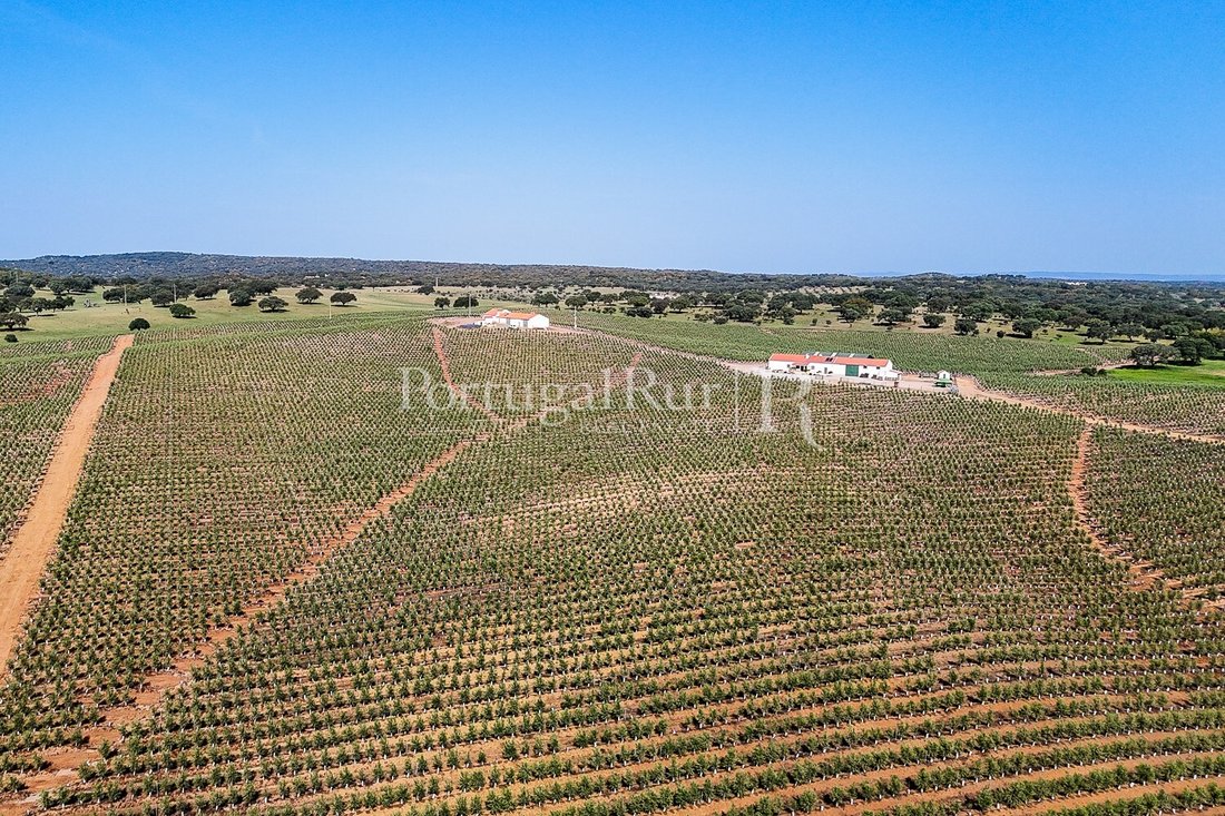 Estate in Sao Mancos e Sao Vicente do Pigeiro, Évora District, Portugal 3 - 18239129