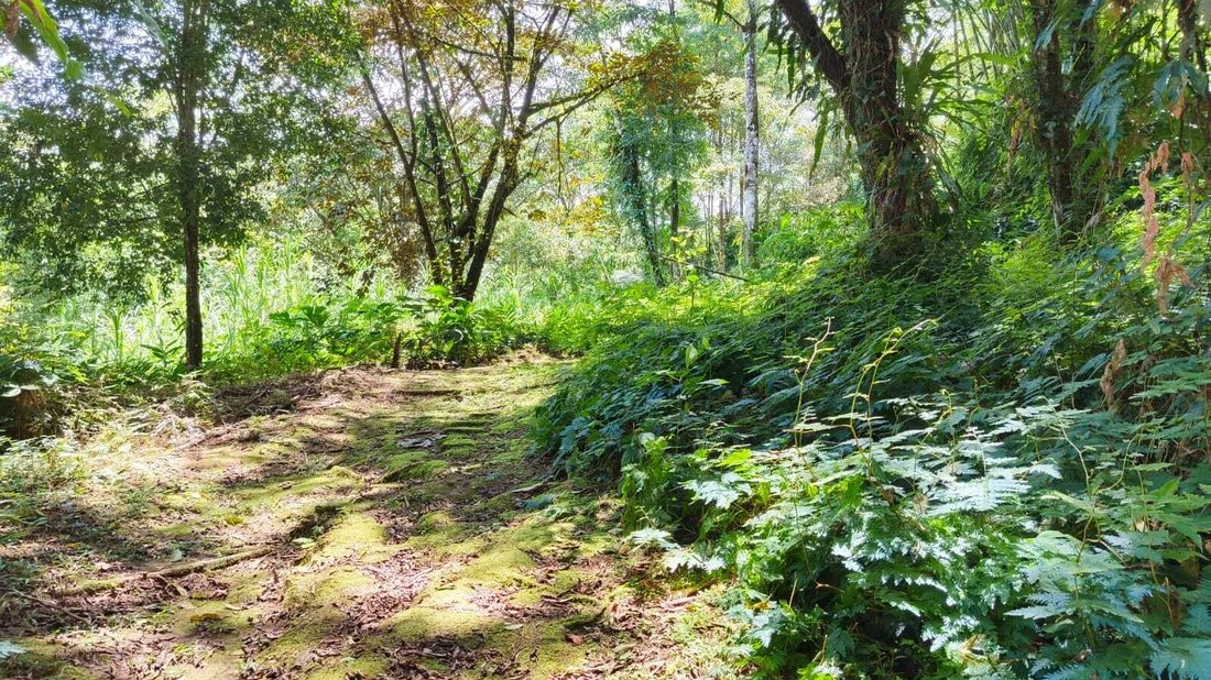 Land in Rio Claro, Provinz Puntarenas, Costa Rica 3 - 18246628
