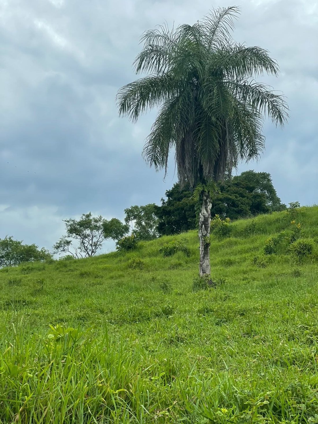 Terrain à Carara, San José, Costa Rica 2 - 18239288