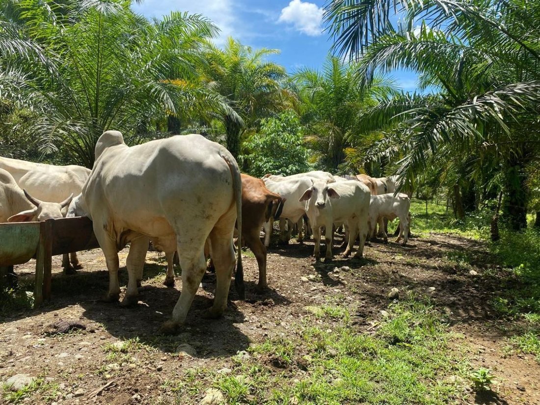 Land in Parrita, Parrita, Costa Rica 5 - 18241113
