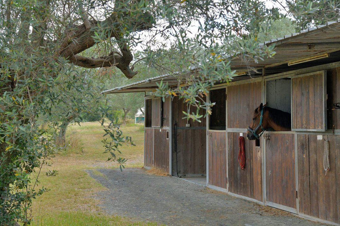 Estate in Riparbella, Tuscany, Italy 3 - 18241917