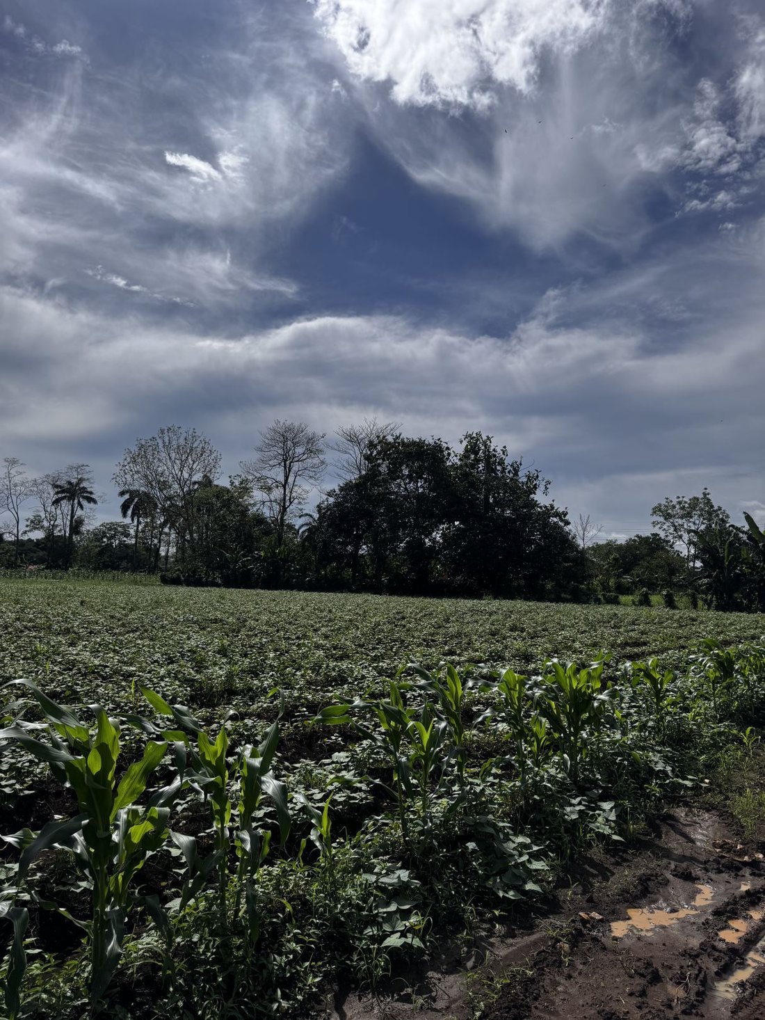 Land in San José, Alajuela Province, Costa Rica 4 - 18237092