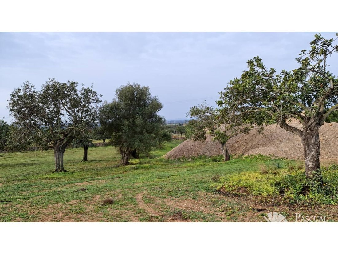 Finca in Son Servera, Balearic Islands, Spain 4 - 18242108