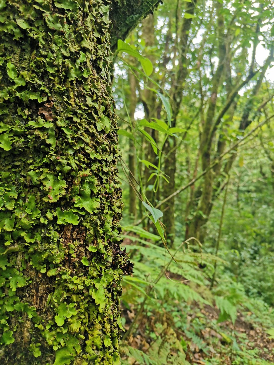 Terreno en Naranjo, Provincia de Alajuela, Costa Rica 4 - 18238485