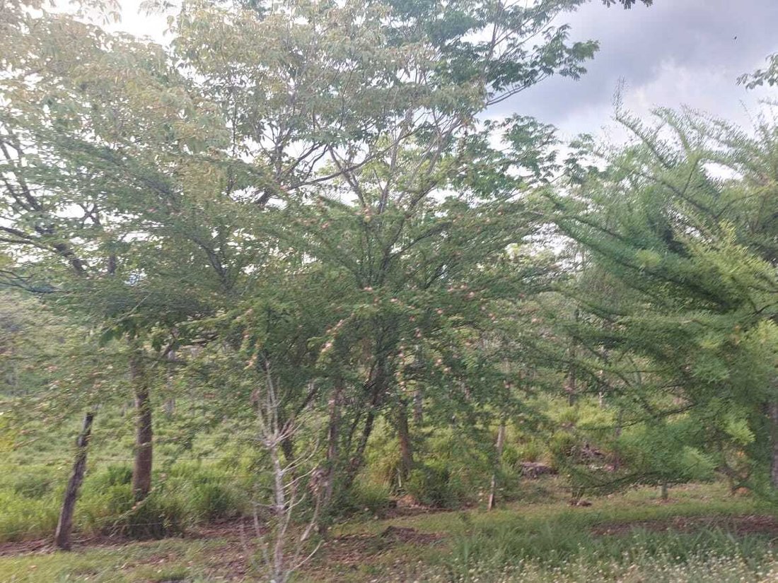 Land in Carara, San José Province, Costa Rica 2 - 18240091