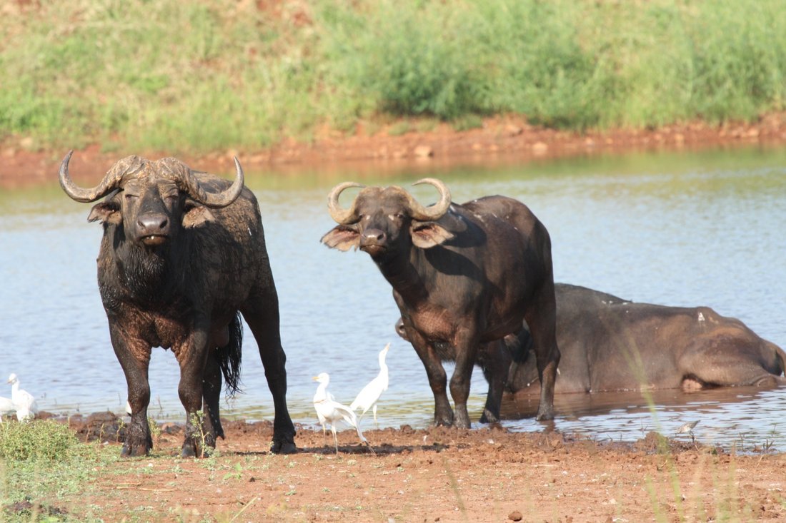 Azienda agricola a Malelane, Mpumalanga, Sudafrica 1 - 18236019