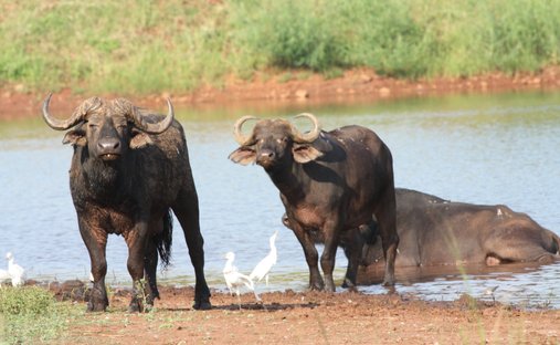 Farm Ranch in Malalane, Mpumalanga, Südafrika 1