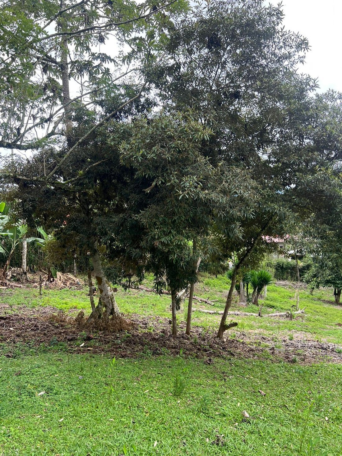 Land in Santa Lucía de Paraíso, Cartago Province, Costa Rica 4 - 18240870
