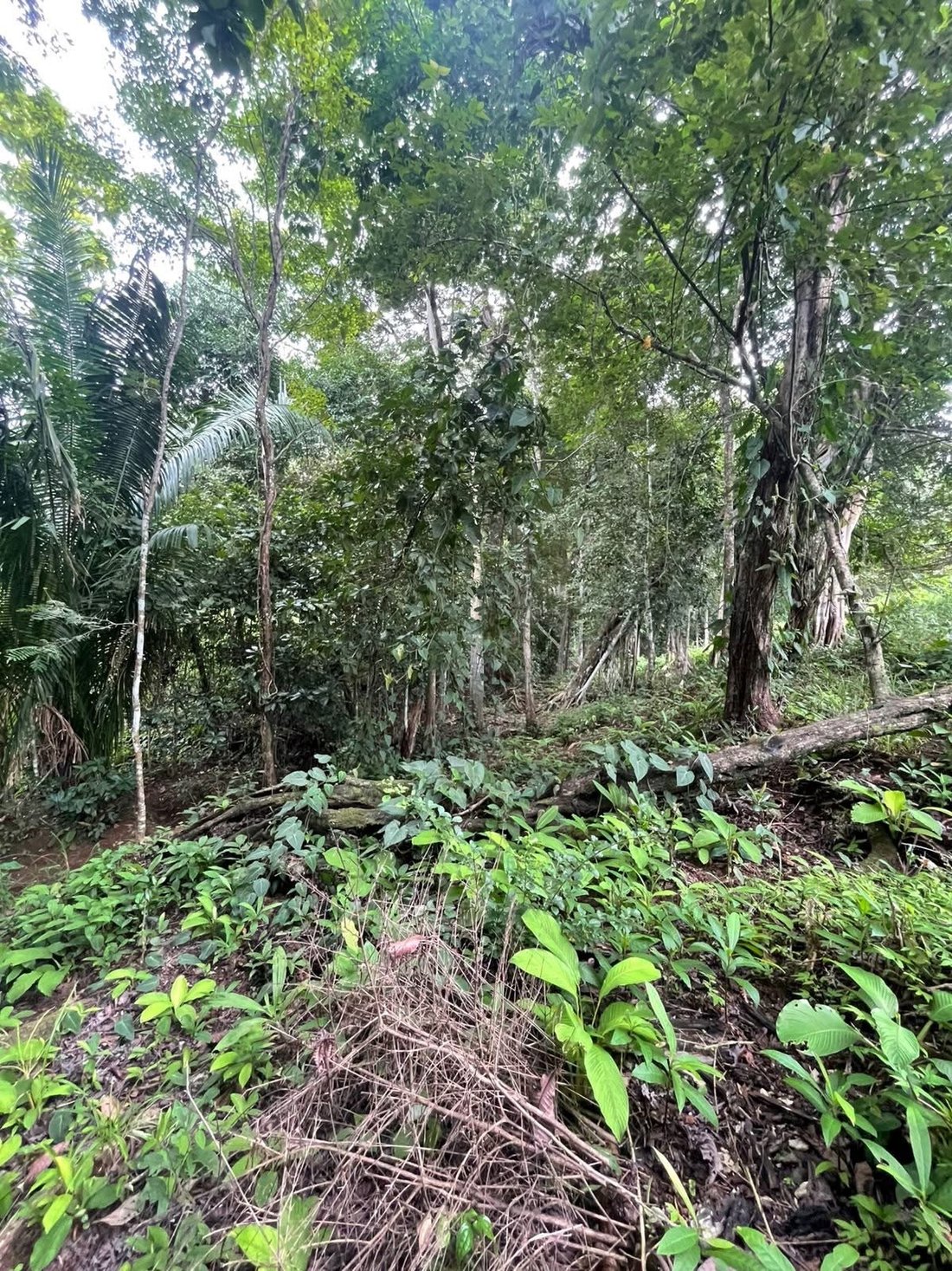 Terrain à Carara, San José, Costa Rica 5 - 18239288
