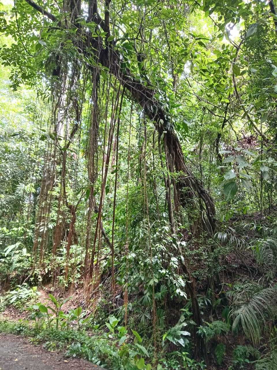 House in Punta Banco, Puntarenas Province, Costa Rica 1 - 18246576