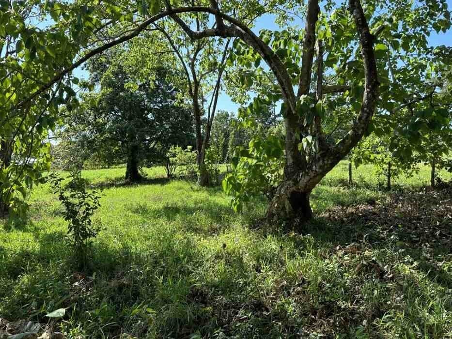 Land in Ojochal, Puntarenas Province, Costa Rica 4 - 18241307