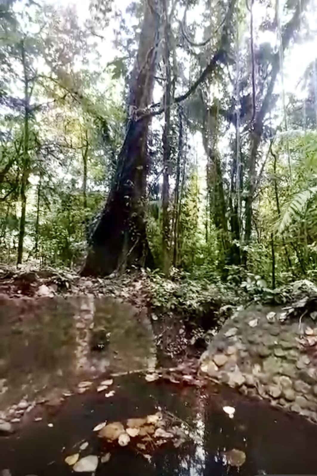Land in San Carlos, San Ramón, Costa Rica 4 - 18238567