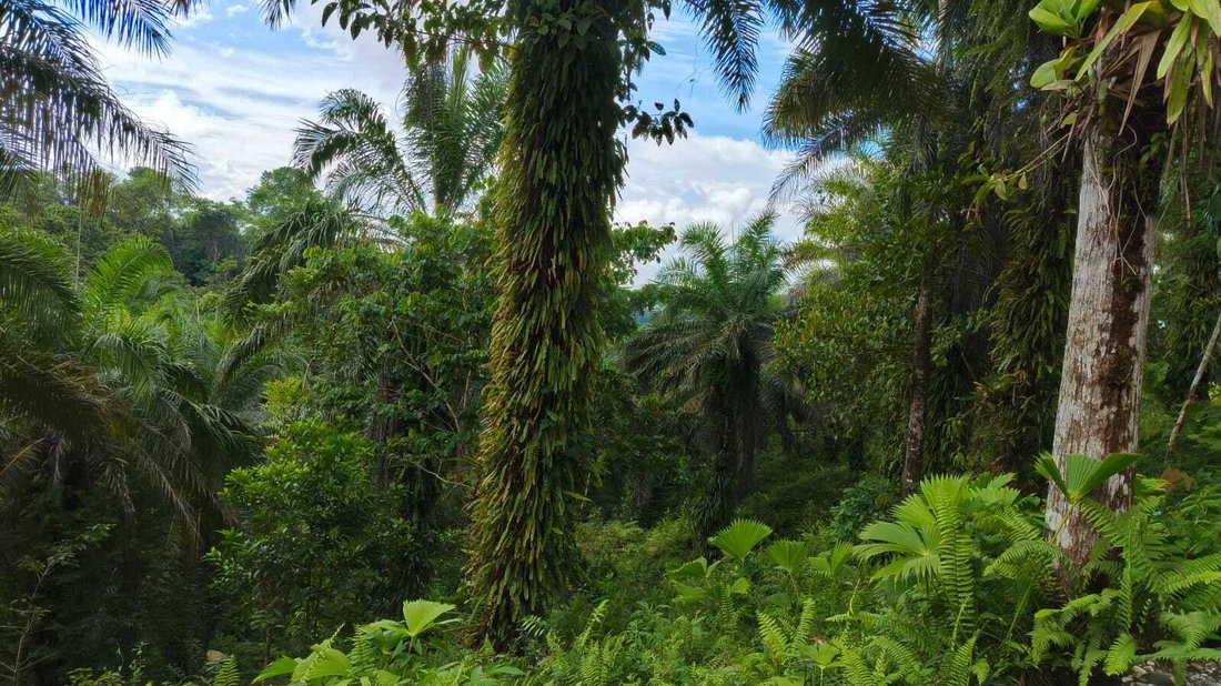 Terrain à Llano Bonito, Puntarenas, Costa Rica 5 - 18246754