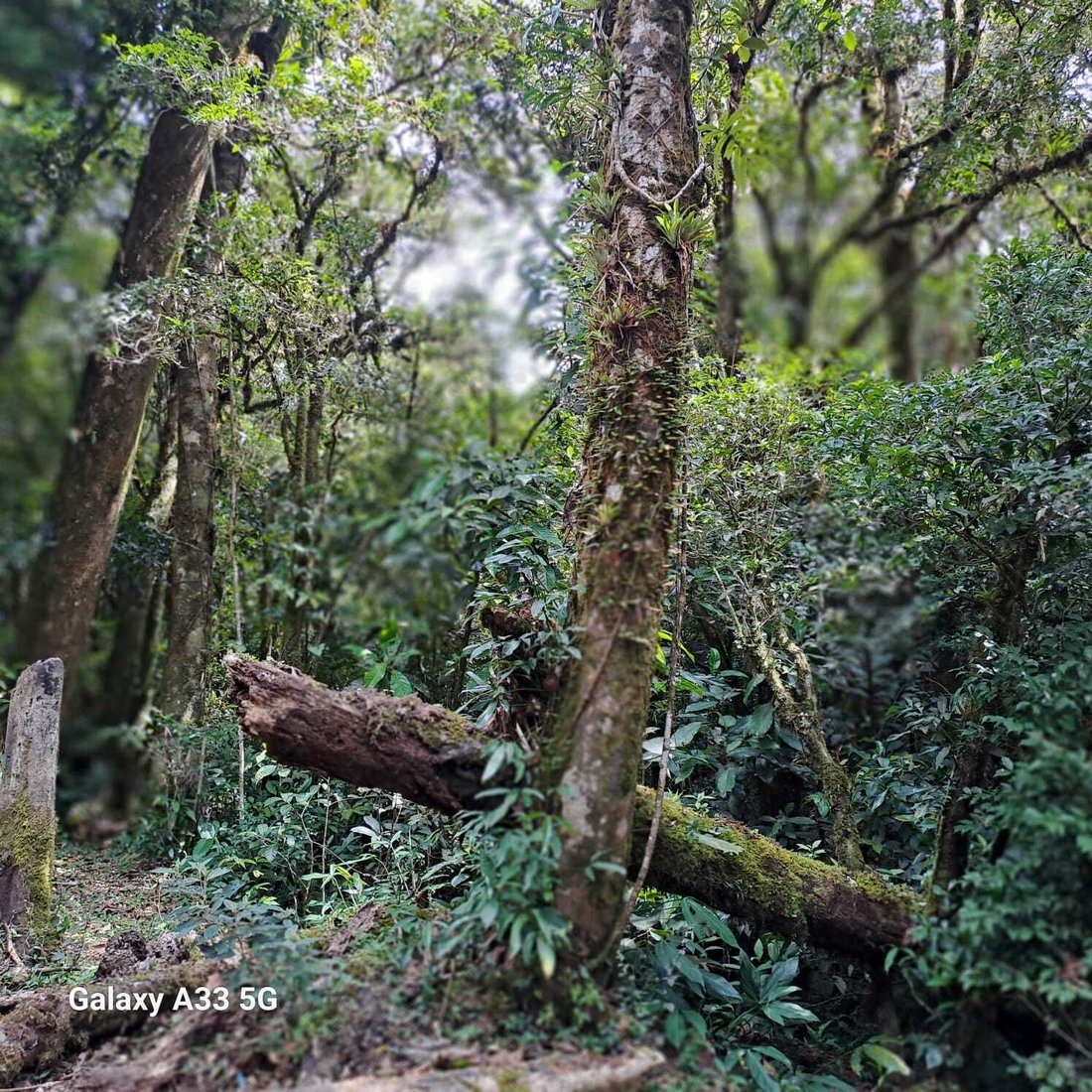 Land in Montes de Oro, Montes de Oro, Costa Rica 2 - 18238301