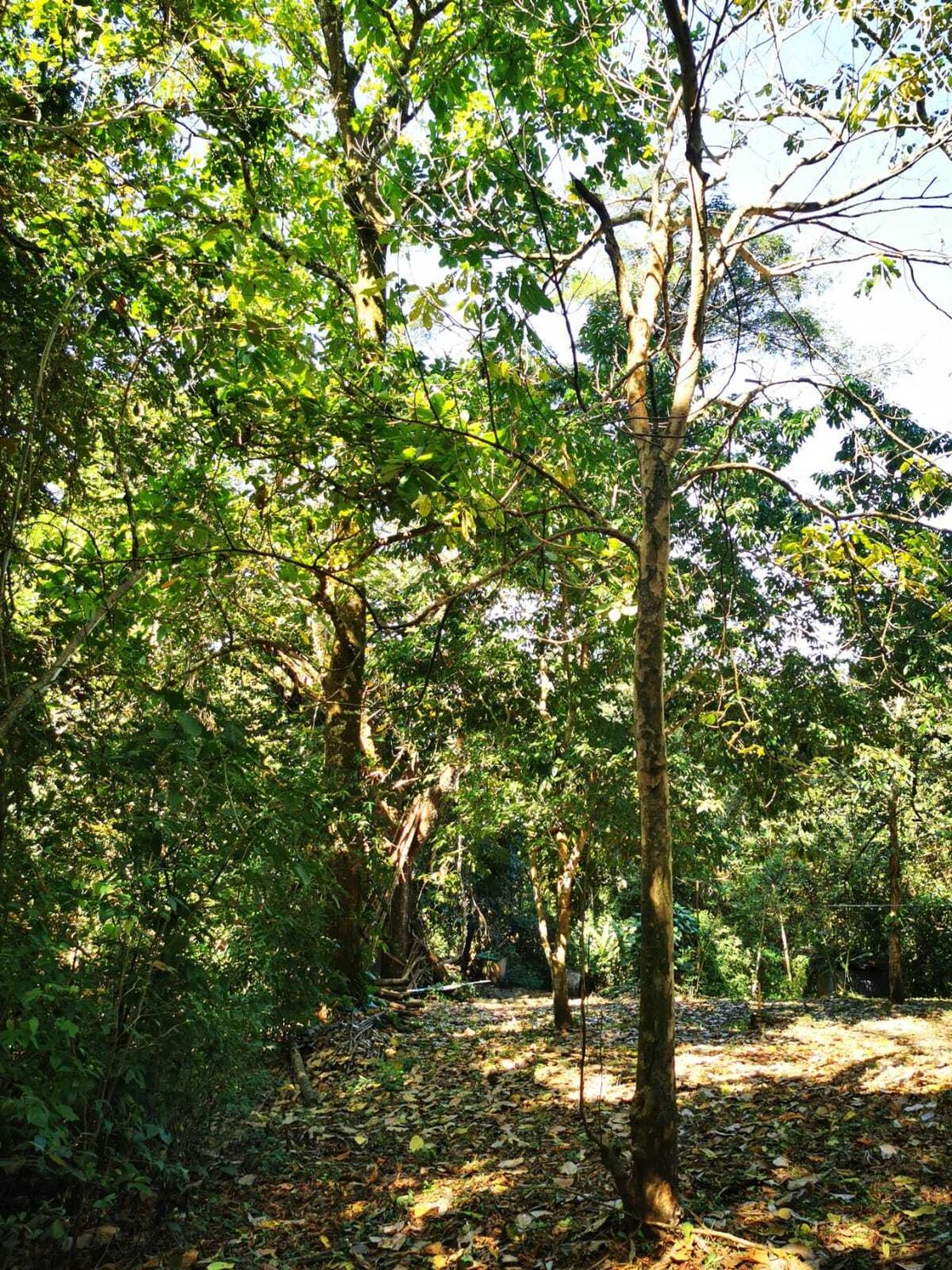 House in Carmen Beach, Puntarenas Province, Costa Rica 4 - 18235837