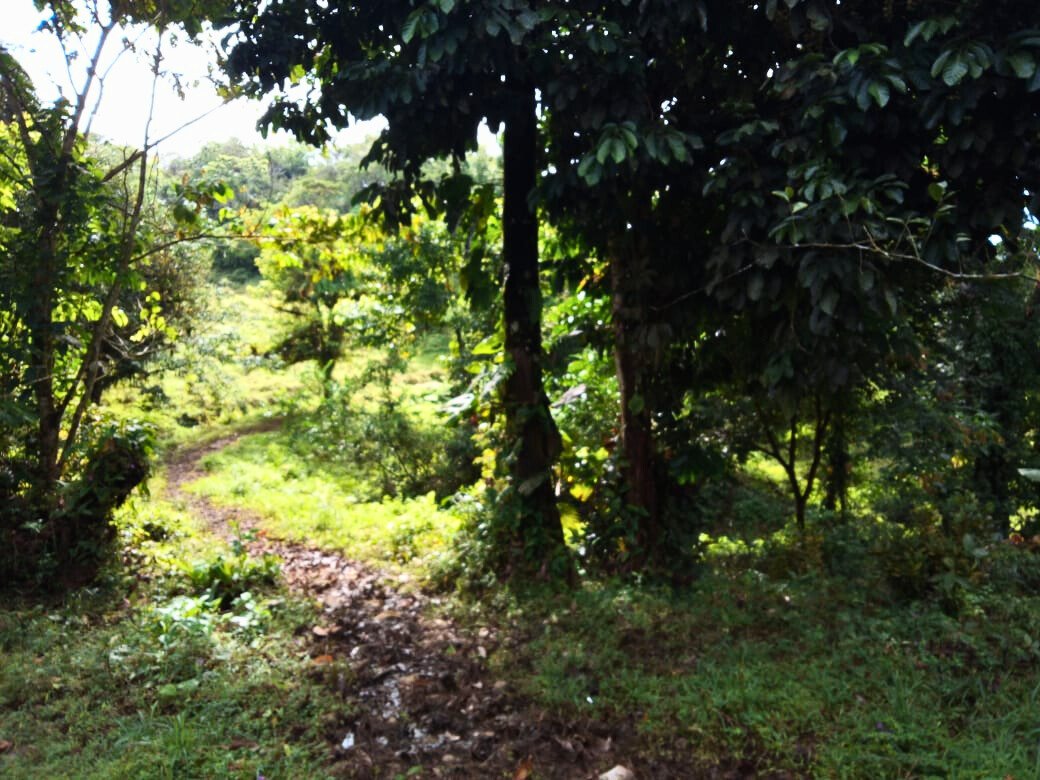 Land in Llano Bonito, Puntarenas Province, Costa Rica 4 - 18246622