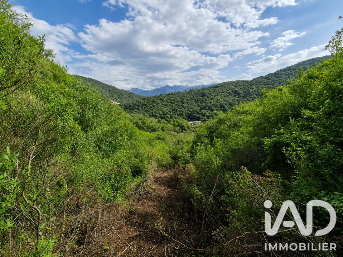 Land in Ocana, Corsica, France 5 - 18247061