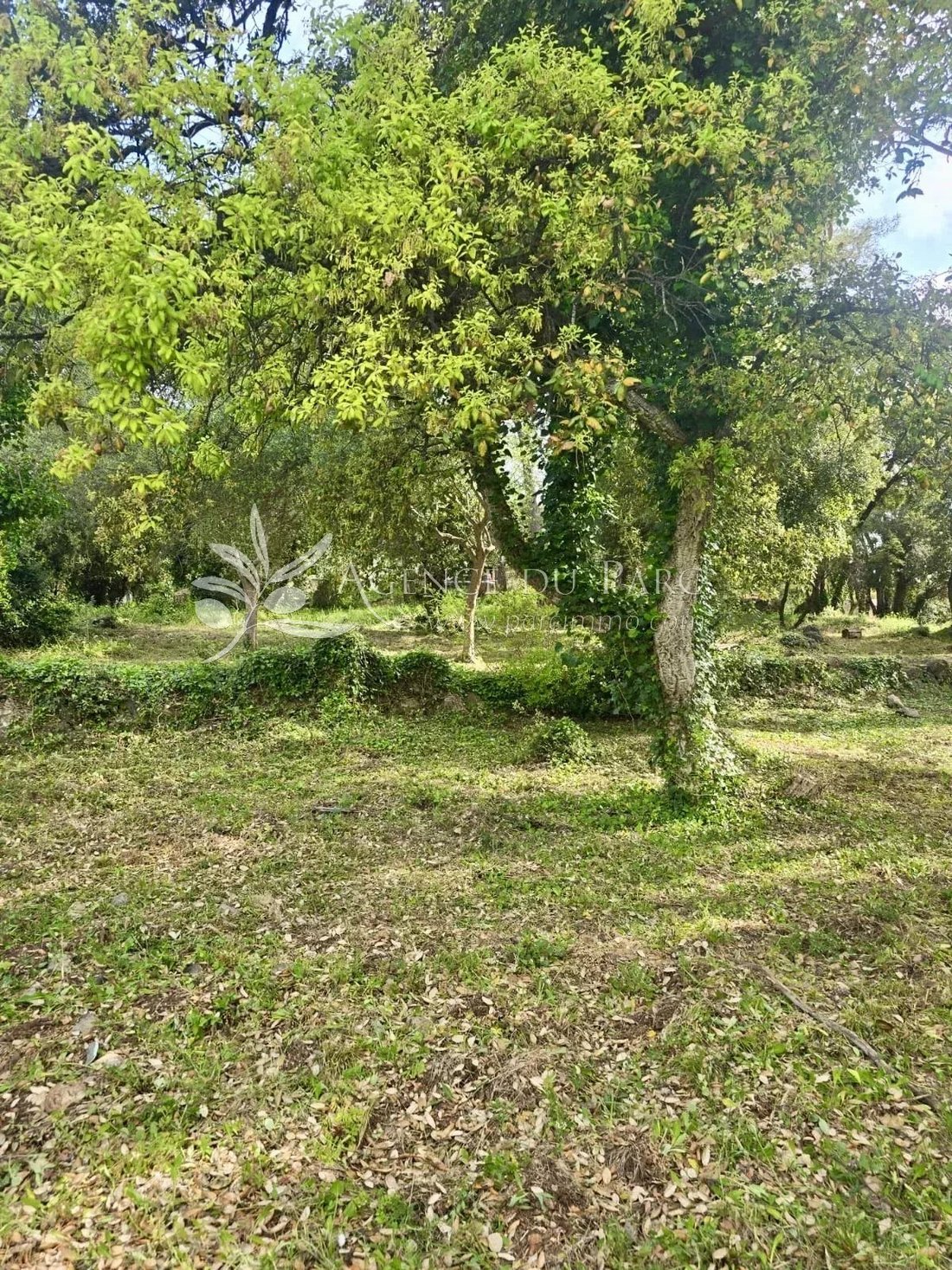 Land in Bois Fleuri-Chevre d'Or-Saint Philippe, Biot, France 5 - 17770254