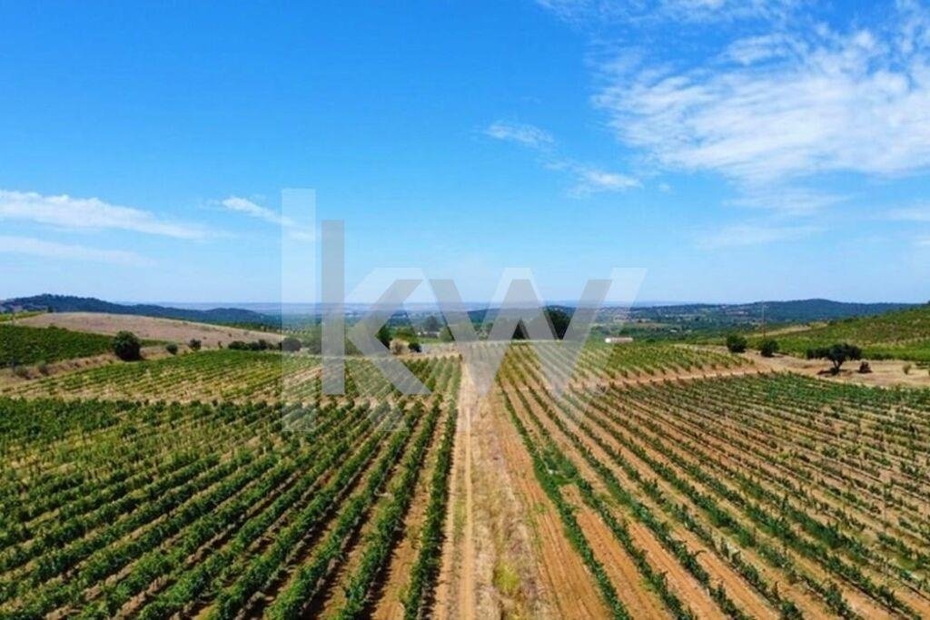 Farm Ranch in Vila de Frades, Beja District, Portugal 3 - 18250743
