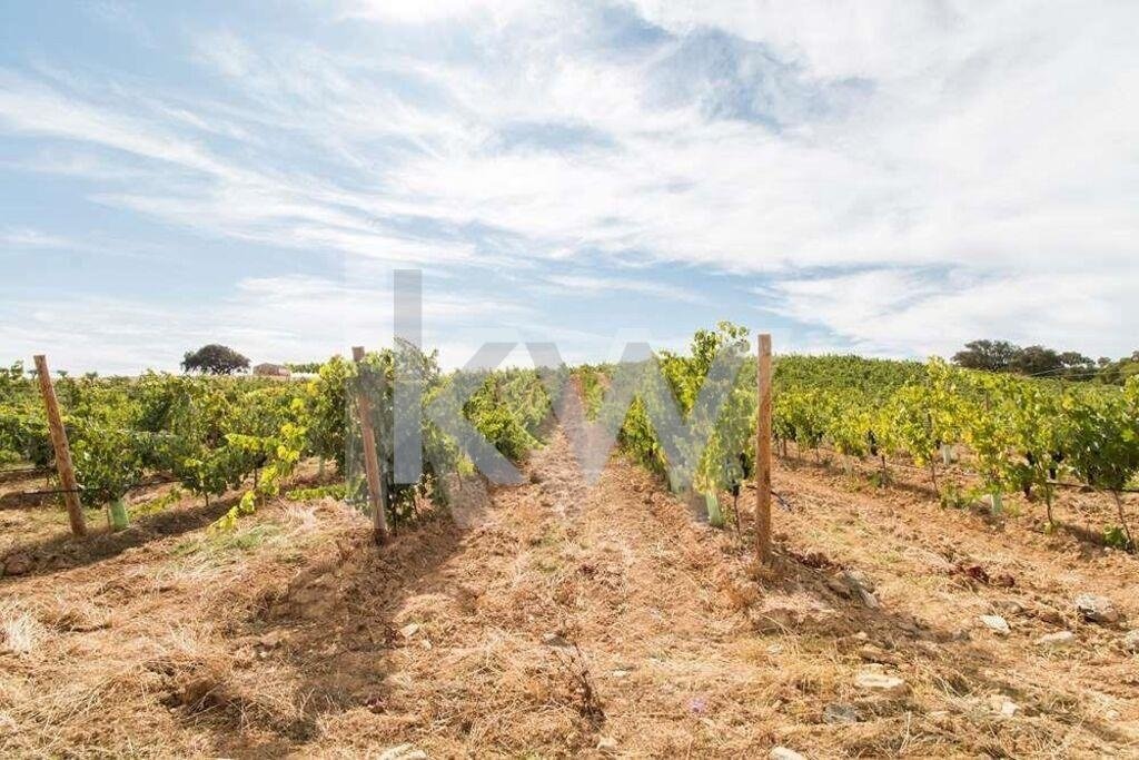 Farm Ranch in Vila de Frades, Beja District, Portugal 5 - 18250743
