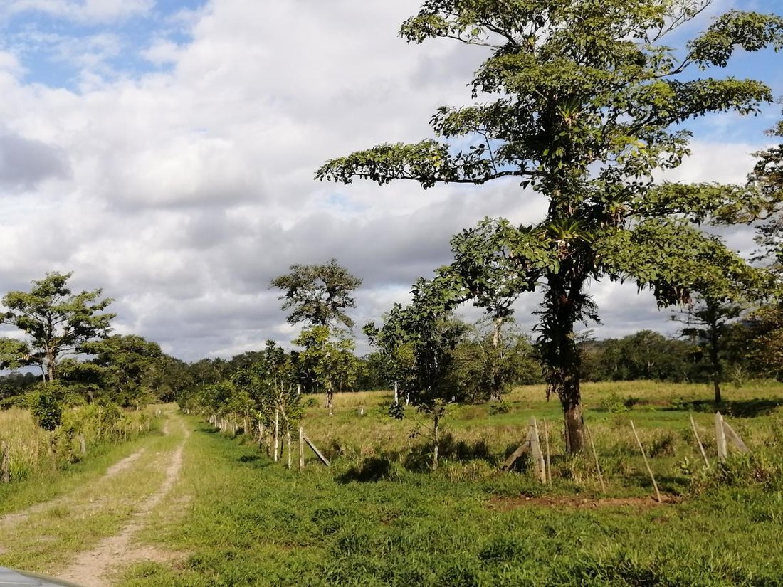 Azienda agricola a Cantone di Upala, Provincia di Alajuela, Costa Rica 3 - 18252267