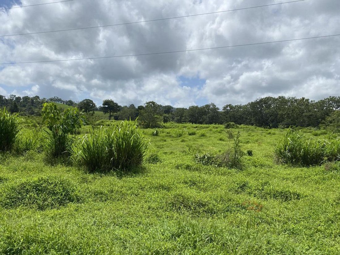 Azienda agricola a Cantone di Upala, Provincia di Alajuela, Costa Rica 1 - 18252267