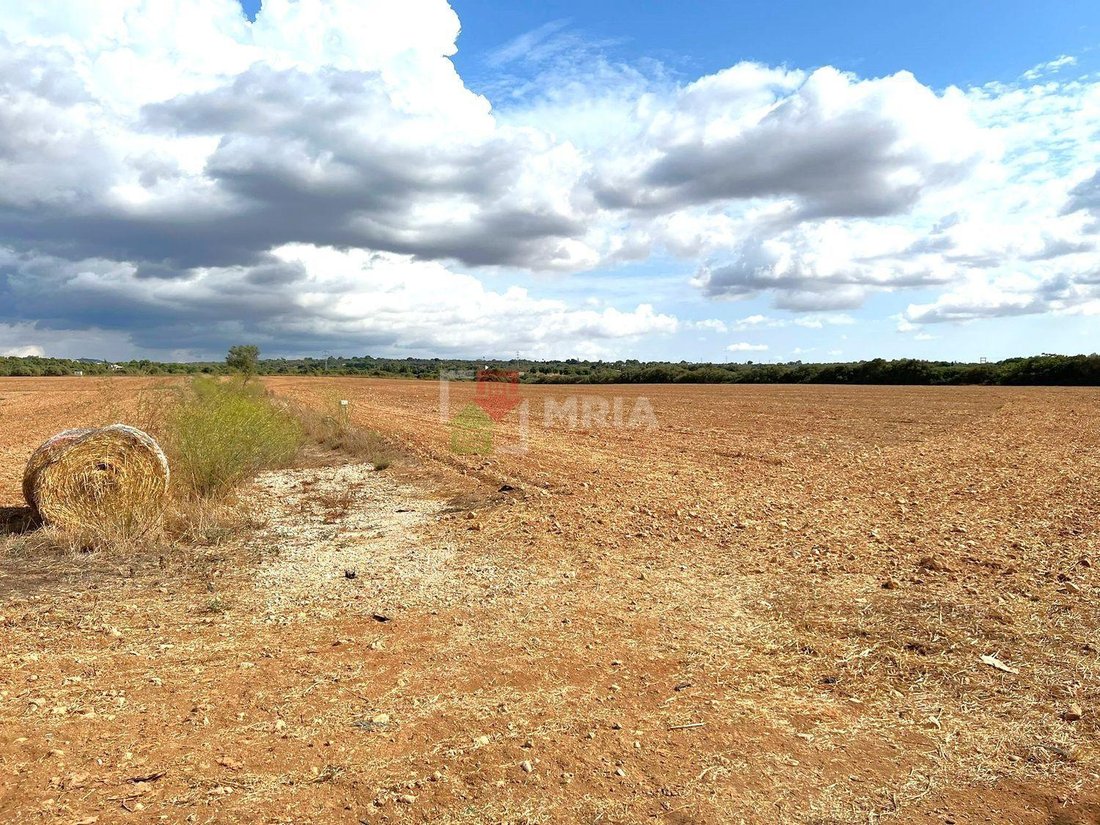 Finca in Palma, Balearic Islands, Spain 4 - 18242026