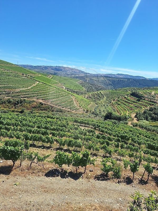 Finca in Sao Joao da Pesqueira e Varzea de Trevoes, Viseu District, Portugal 3 - 18260445