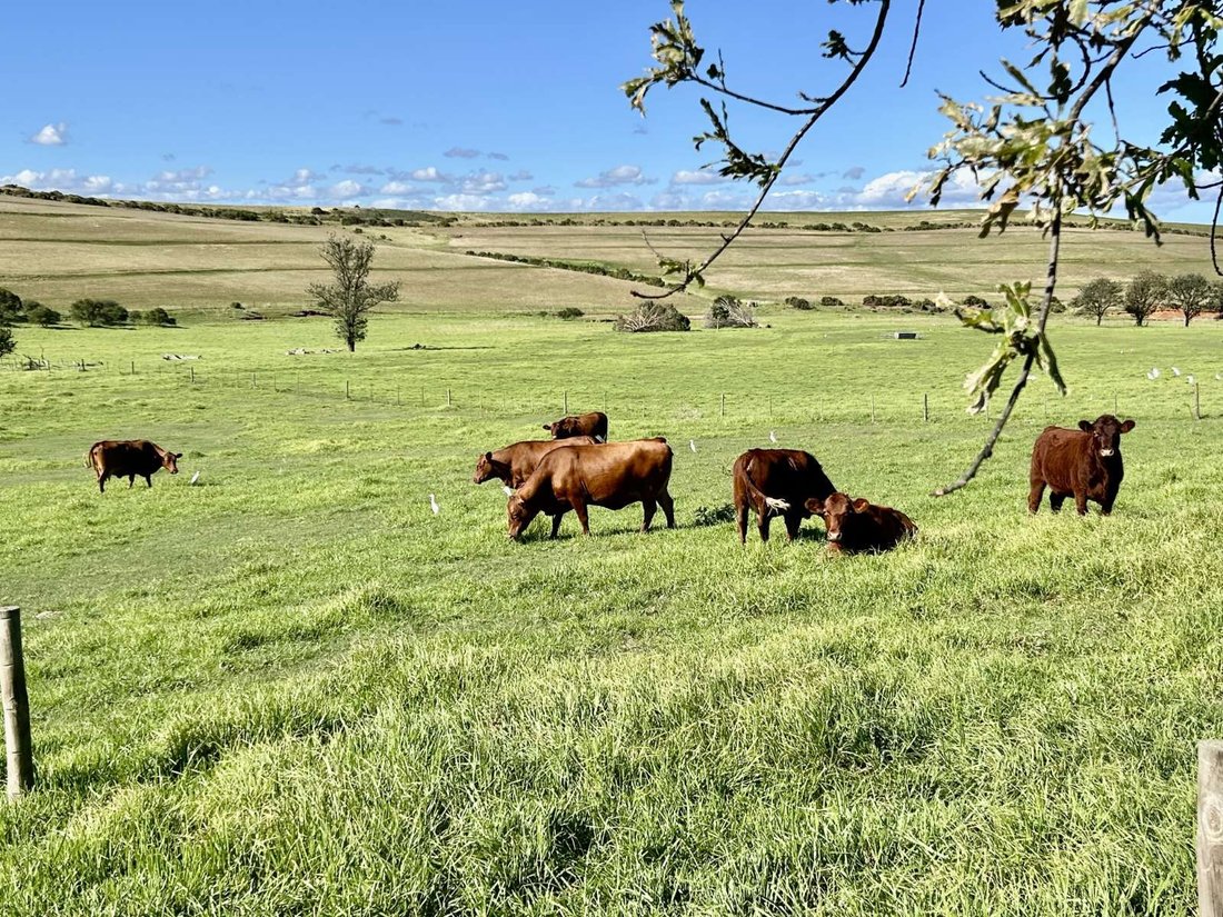 Farm Ranch in Kannaland Local Municipality, Westkap, Südafrika 1 - 18260962