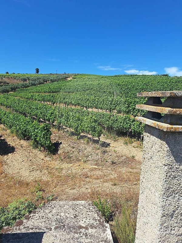 Finca in Sao Joao da Pesqueira e Varzea de Trevoes, Viseu District, Portugal 5 - 18260445