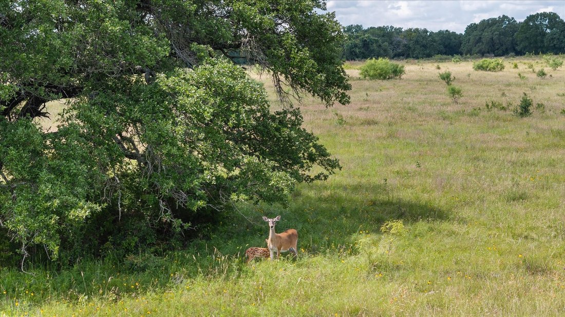 Land in Hico, Texas, United States 2 - 17244273