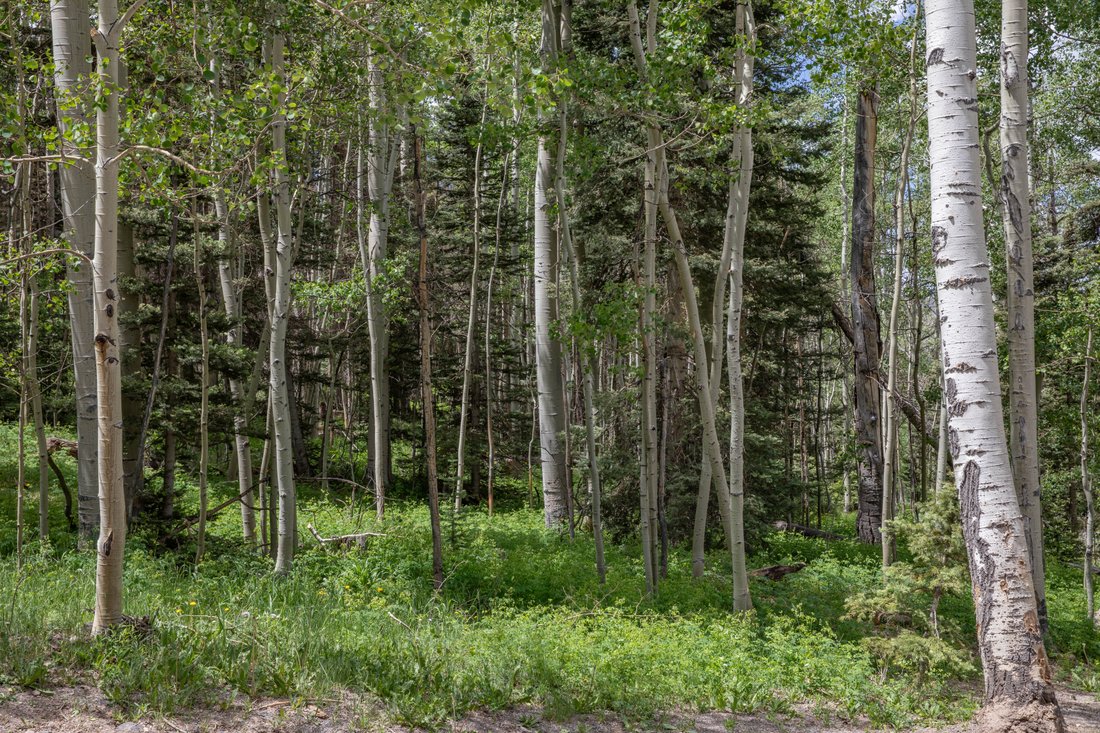 Terreno a Mountain Village, Colorado, Stati Uniti 2 - 18262390
