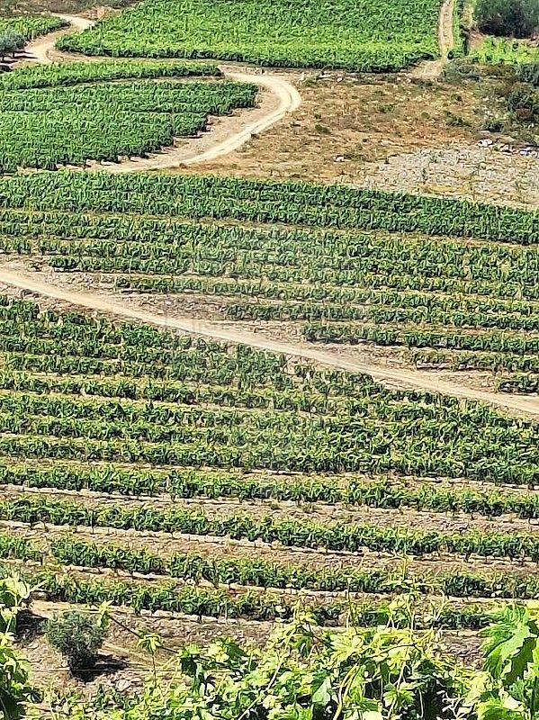 Finca in Sao Joao da Pesqueira e Varzea de Trevoes, Viseu District, Portugal 1 - 18260445