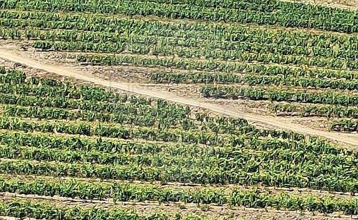Finca a Sao Joao da Pesqueira e Varzea de Trevoes, Distretto di Viseu, Portogallo 1
