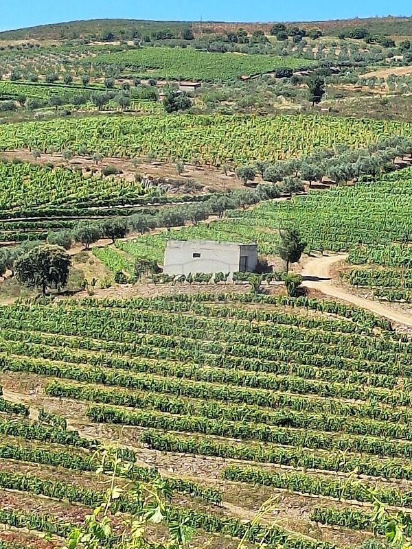 Finca in Sao Joao da Pesqueira e Varzea de Trevoes, Viseu District, Portugal 4 - 18260445