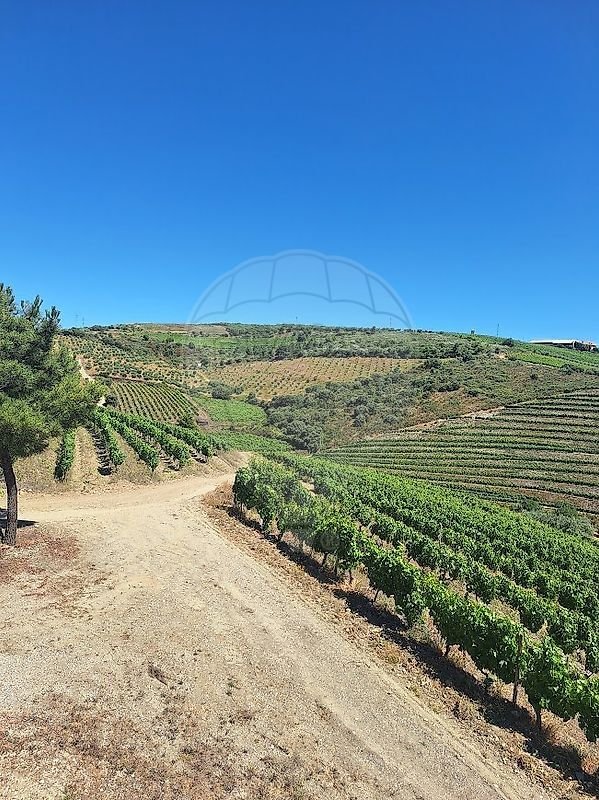 Finca in Sao Joao da Pesqueira e Varzea de Trevoes, Viseu District, Portugal 2 - 18260445