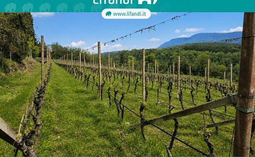 Terreno a Caldaro sulla Strada del Vino, Trentino-Alto Adige, Italia 1