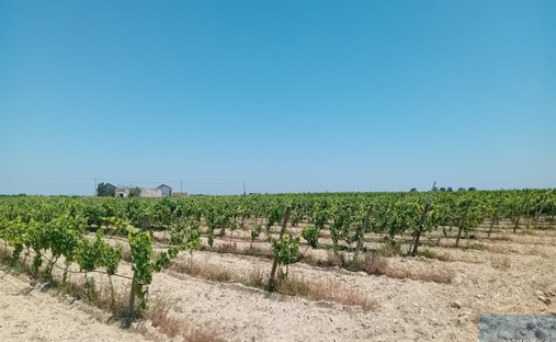Terreno a Pegões, Setúbal Municipality, Portogallo 1