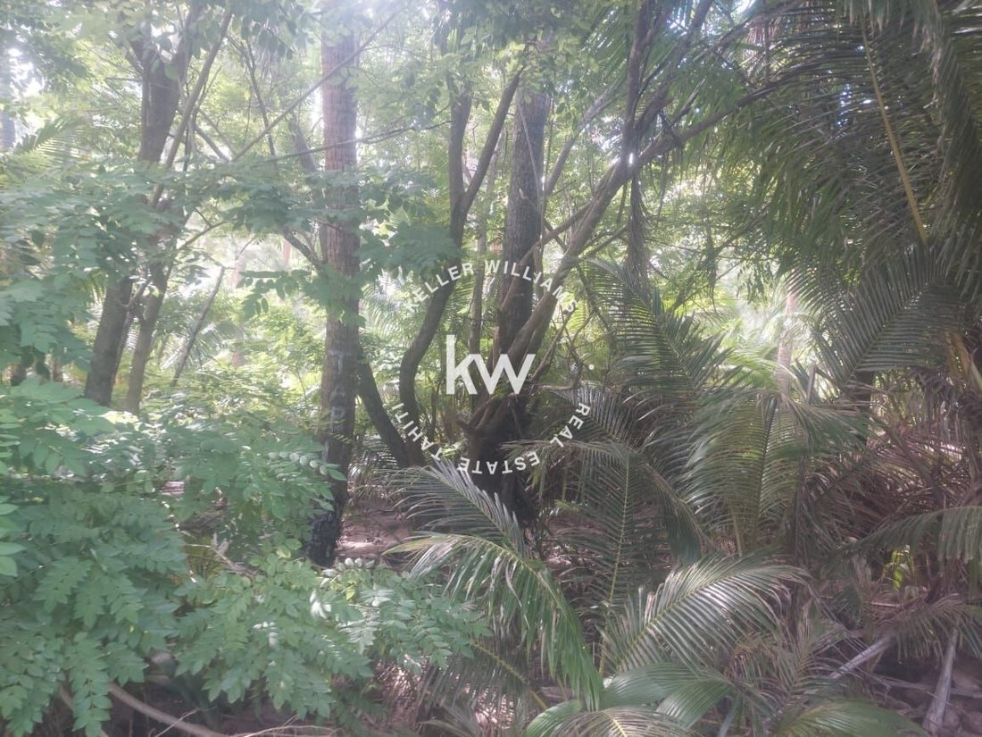 Land in Moorea-Maiao, Windward Islands, French Polynesia 4 - 16769345
