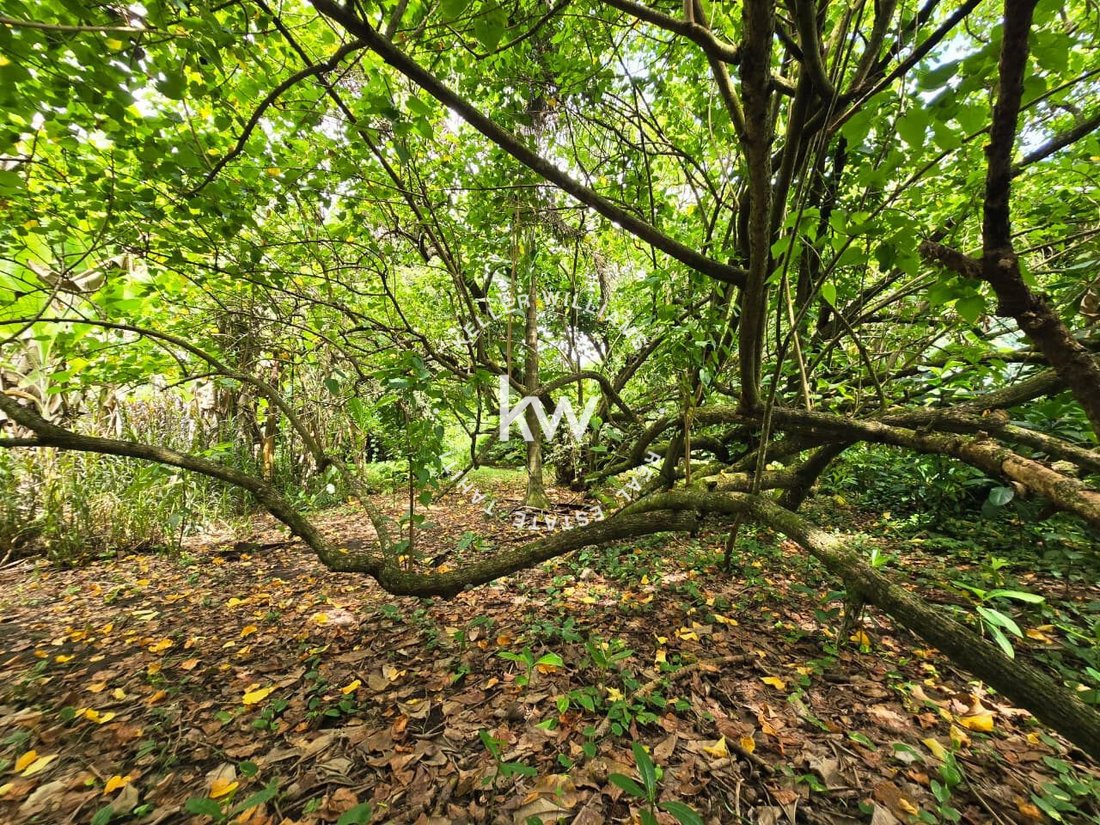 Land in Taiarapu-Est, Windward Islands, French Polynesia 5 - 17783635