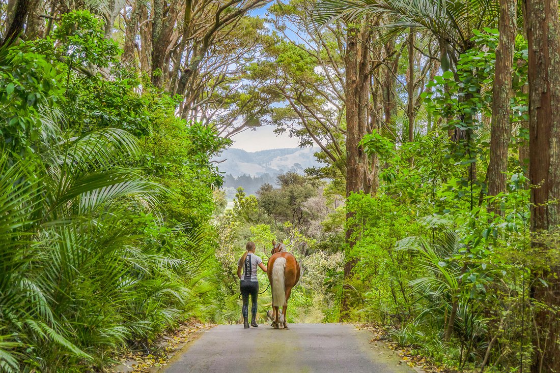 Rancho en Waimauku, Región de Auckland, Nueva Zelanda 3 - 18267782