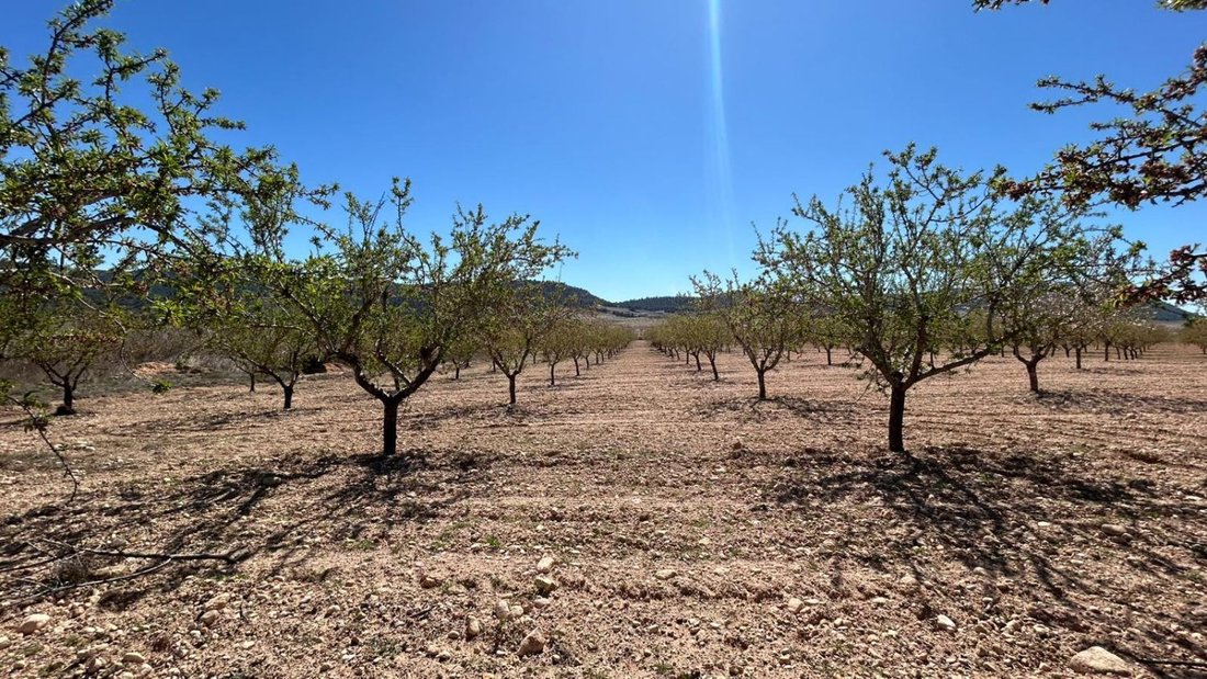 Azienda agricola a Tobarra, Castiglia-La Mancia, Spagna 1 - 18269646