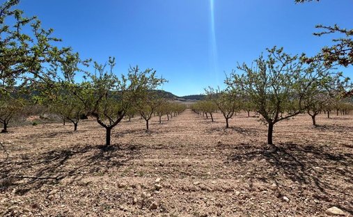 Azienda agricola a Tobarra, Castiglia-La Mancia, Spagna 1