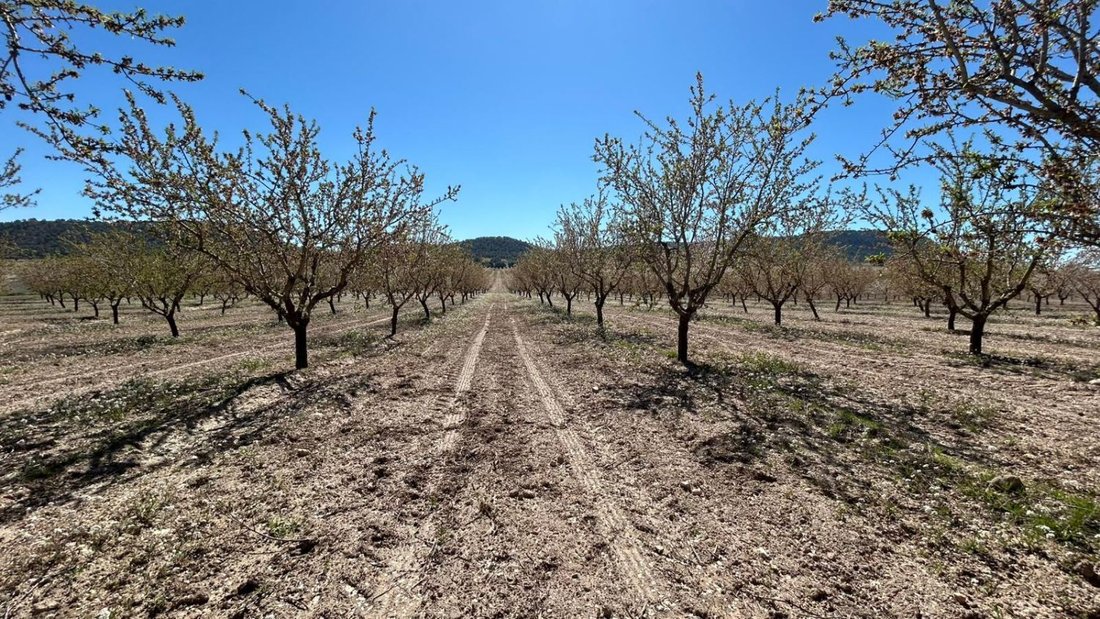 Azienda agricola a Tobarra, Castiglia-La Mancia, Spagna 2 - 18269646