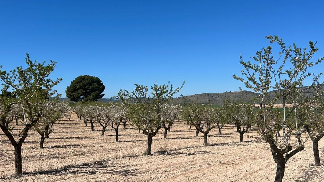 Azienda agricola a Tobarra, Castiglia-La Mancia, Spagna 4 - 18269646