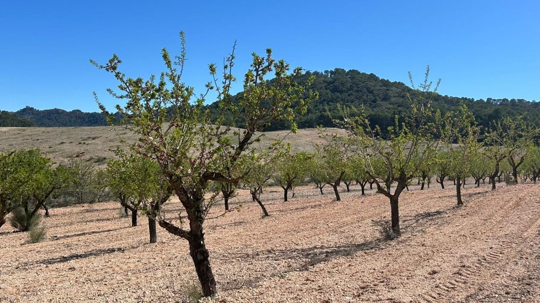 Azienda agricola a Tobarra, Castiglia-La Mancia, Spagna 5 - 18269646
