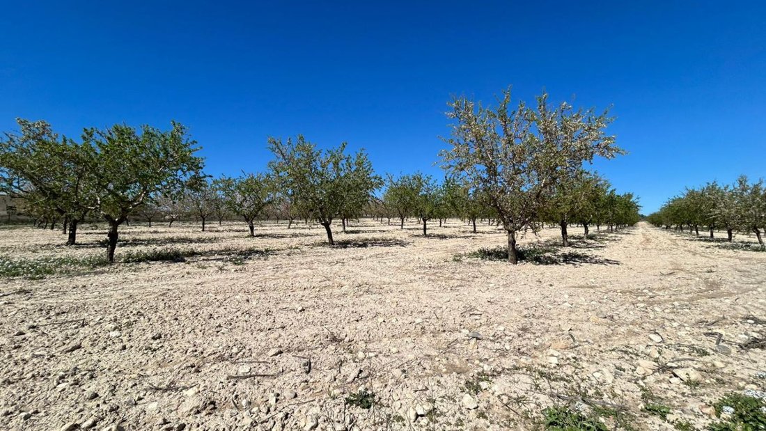 Azienda agricola a Tobarra, Castiglia-La Mancia, Spagna 3 - 18269646